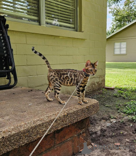 Photo №1. bengal cat - for sale in the city of Trollhättan | 706$ | Announcement № 153255