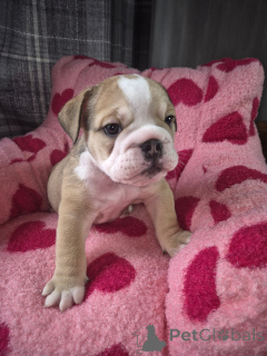 Photo №1. english bulldog - for sale in the city of BERNKASTEL-KUES | negotiated | Announcement № 167544