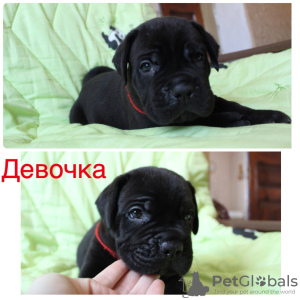 Photo №1. cane corso - for sale in the city of Armavir | negotiated | Announcement № 11960