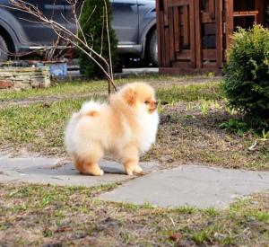 Photo №2 to announcement № 1916 for the sale of pomeranian - buy in Russian Federation from nursery
