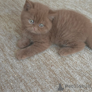Photo №1. british shorthair - for sale in the city of Berlin | 568$ | Announcement № 165155