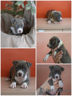 Photo №4. I will sell american staffordshire terrier in the city of Москва. breeder - price - negotiated