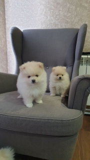 Additional photos: Spitz Puppies