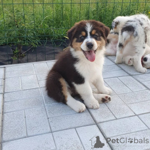 Photo №1. non-pedigree dogs - for sale in the city of Bielefeld | 774$ | Announcement № 161171