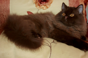 Photo №1. british longhair - for sale in the city of Minsk | 1300$ | Announcement № 5372