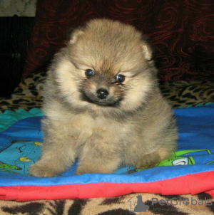 Additional photos: Pomeranian Spitz, sable puppies!