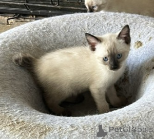 Photo №1. manx cat - for sale in the city of Wels | 361$ | Announcement № 178583