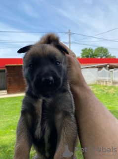 Additional photos: Belgian Shepherd puppies