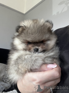 Photo №2 to announcement № 119994 for the sale of pomeranian - buy in Germany private announcement