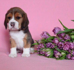 Photo №4. I will sell beagle in the city of St. Petersburg. from nursery - price - 662$