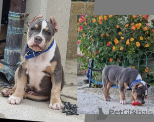 Photo №1. american bully - for sale in the city of Trieste | negotiated | Announcement № 109505