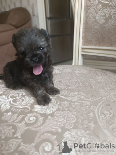 Photo №3. Puppy German Pomeranian, Athena. Russian Federation