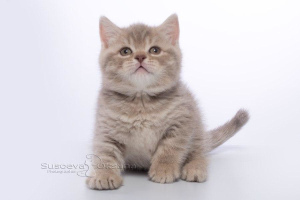 Photo №1. british shorthair - for sale in the city of Minsk | 250$ | Announcement № 5433