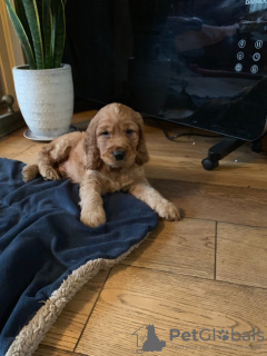 Photo №4. I will sell american cocker spaniel in the city of Idstein. private announcement, from nursery - price - 370$