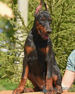Photo №2 to announcement № 147983 for the sale of dobermann - buy in Sweden private announcement