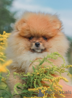 Photo №1. pomeranian - for sale in the city of Vitebsk | negotiated | Announcement № 63493
