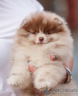 Photo №1. pomeranian - for sale in the city of Vilnius | negotiated | Announcement № 25406