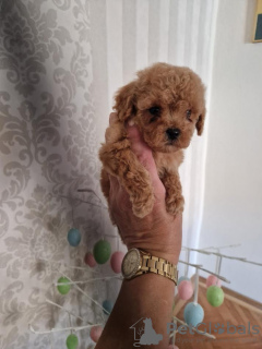 Photo №1. poodle (toy) - for sale in the city of Нови Сад | 634$ | Announcement № 103361