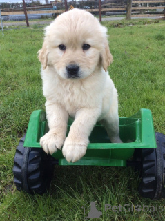 Photo №1. golden retriever - for sale in the city of Химки | 475$ | Announcement № 119881