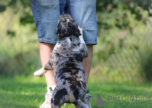 Photo №2 to announcement № 147471 for the sale of american bully - buy in Germany private announcement