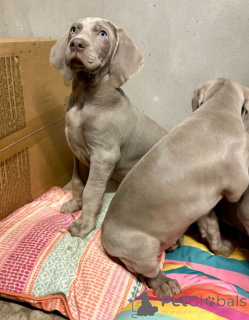 Photo №1. weimaraner - for sale in the city of Helsinki | negotiated | Announcement № 175146