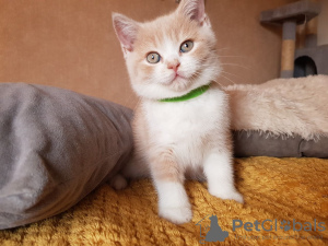 Photo №3. British shorthair kittens. Russian Federation