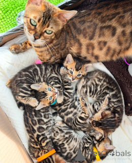 Photo №2 to announcement № 143445 for the sale of savannah cat - buy in Germany 