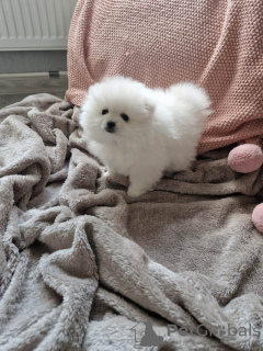 Photo №4. I will sell pomeranian in the city of Dusseldorf. private announcement - price - 280$