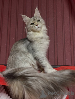 Photo №4. I will sell maine coon in the city of Doncaster. breeder - price - negotiated