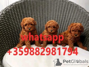 Photo №2 to announcement № 100505 for the sale of poodle (toy) - buy in Bulgaria private announcement