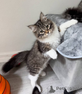 Photo №2 to announcement № 157495 for the sale of maine coon - buy in Germany private announcement