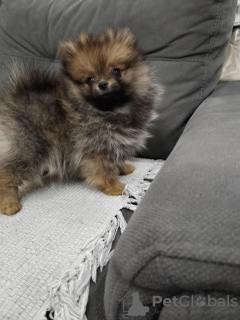 Photo №4. I will sell pomeranian in the city of Ašanja. breeder - price - 528$