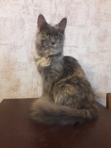 Photo №1. maine coon - for sale in the city of Dnipro | 109$ | Announcement № 2398