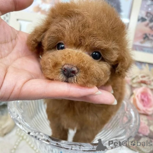 Photo №3. Kääpiövillakoiran pennut 1 000 . Finland