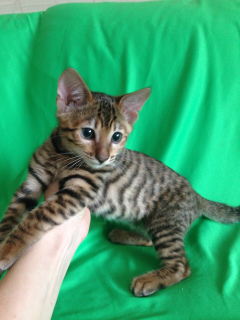 Photo №1. toyger - for sale in the city of Chelyabinsk | negotiated | Announcement № 1374