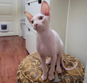 Photo №1. sphynx-katze - for sale in the city of Greensboro | 250$ | Announcement № 89623