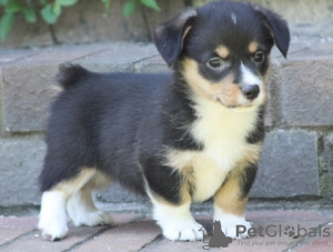 Additional photos: Papillon puppy boy - Marie Ross Immanuel