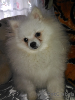 Additional photos: Pomeranian puppy vaiber 37368216573