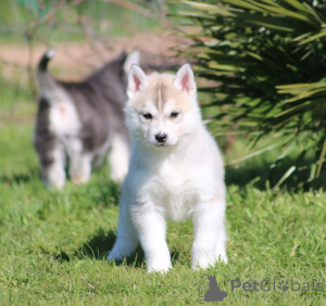 Photo №2 to announcement № 167139 for the sale of siberian husky - buy in Finland 