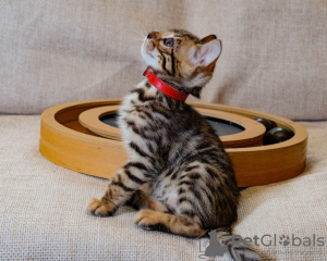 Photo №2 to announcement № 13800 for the sale of bengal cat - buy in Germany private announcement