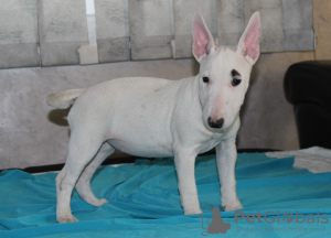 Additional photos: Miniature bull terrier puppies