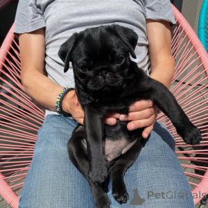 Photo №3. Lilly yra tikrai neįtikėtinas mopsas. rašykite man WhatsApp 44 7453 907158. Lithuania