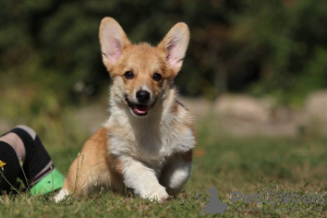Photo №1. welsh corgi - for sale in the city of Zaporizhia | 740$ | Announcement № 79316