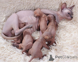 Photo №1. sphynx cat - for sale in the city of Berchtesgaden | negotiated | Announcement № 170329