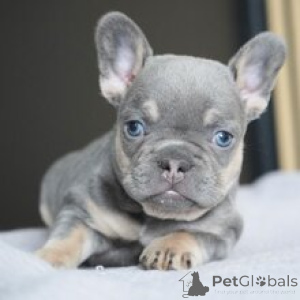 Photo №2 to announcement № 166024 for the sale of french bulldog - buy in Germany breeder