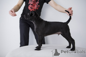 Photo №3. Thai Ridzhbek puppies are sold. Russian Federation