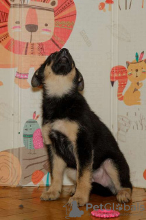 Photo №4. I will sell german shepherd in the city of Москва. private announcement - price - Is free