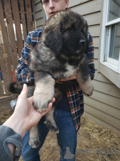 Photo №1. caucasian shepherd dog - for sale in the city of Müncheberg | 471$ | Announcement № 130437