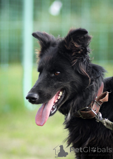 Photo №2 to announcement № 171814 for the sale of groenendael dog - buy in Russian Federation private announcement