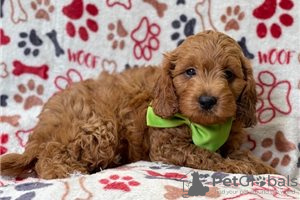 Photo №3. Beautiful Cavapoo Puppies For free adoption. Germany